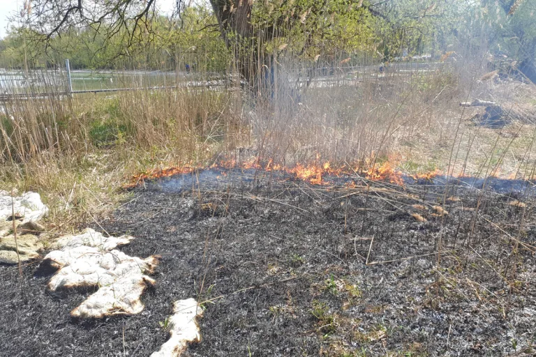 Scherzingen TG - Schilf in Brand geraten