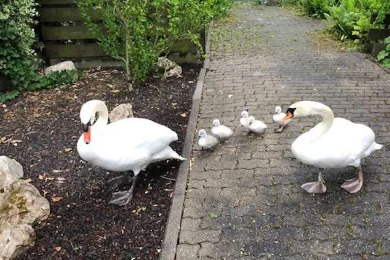 Speyer – Schwanenfamilie in Wohngebiet verirrt
