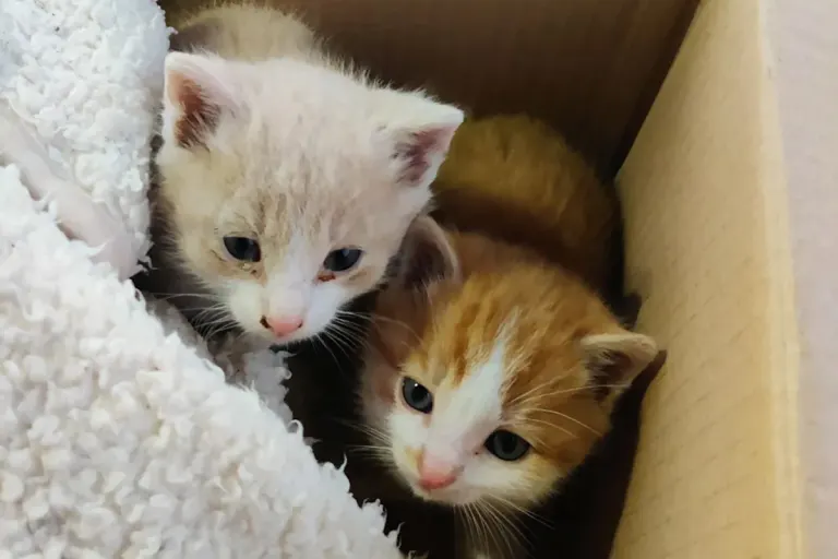 Obing BY – Hund entdeckt Katzenbabys neben toter Mutter