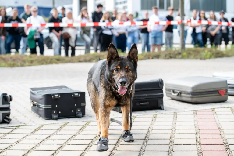 Zugkontrolle in Regensburg – Zollhund Cessy entdeckt Drogen