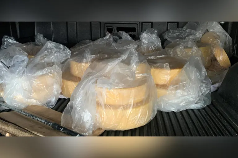 Bietingen/Gottmadingen – Käseschmuggel Zoll entdeckt bei Kontrolle jede Menge Käse aus der Schweiz