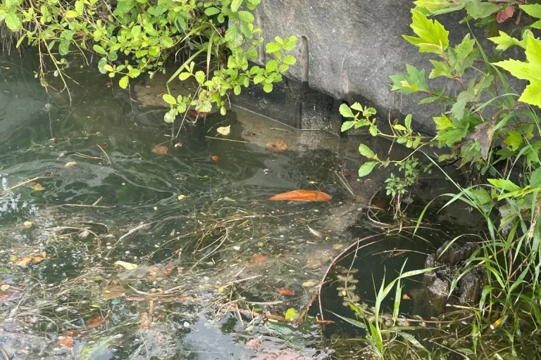Meilen ZH - Gewässerverschmutzung durch Speiseöl im Zürichsee