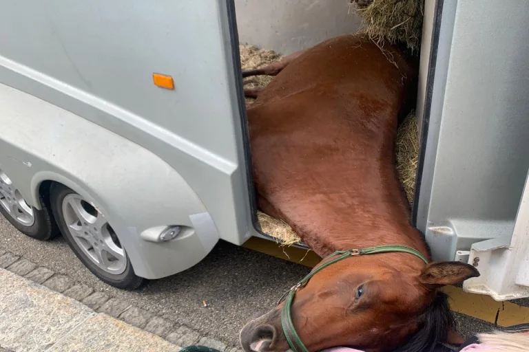 Stadt St. Gallen - Autolenkerin merkt das etwas nicht stimmt - Pferd klemmt sich im Anhänger ein und stürzt