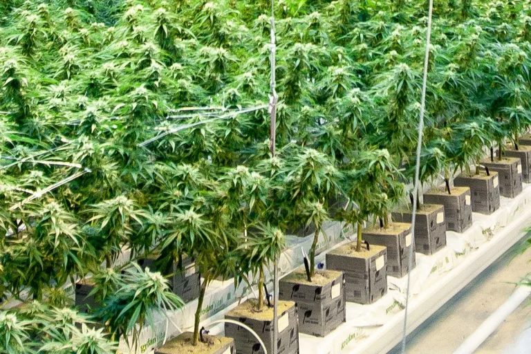 Cannabisplantage in Stainz aufgefunden – Pensionisten in U-Haft