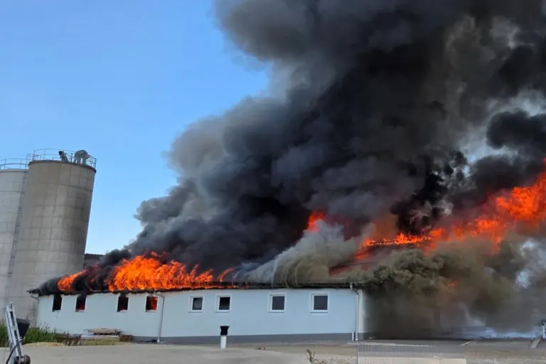 Pettenbach – 600 Schweine sterben bei Brand auf Bauernhof