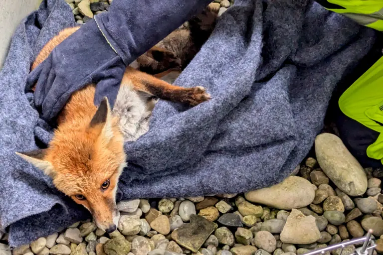 München BY – Feuerwehr rettet verletzten Fuchs aus Lichtschacht
