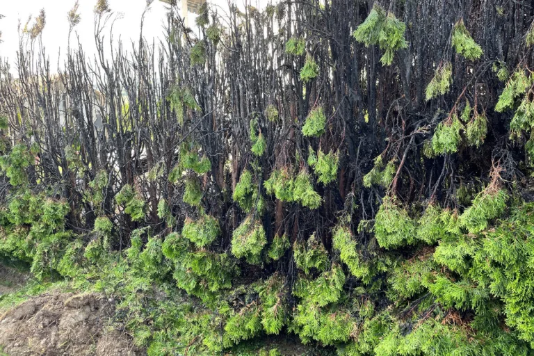 Wängi TG – Hecke in Brand geraten