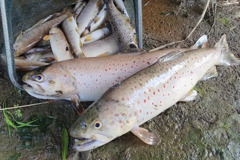 Gewässerverschmutzung in Vuadens FR - Mehr als tausend tote Fische