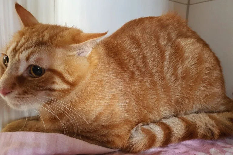 Eckernförde - Katze ausgesetzt - Polizei sucht Zeugen  