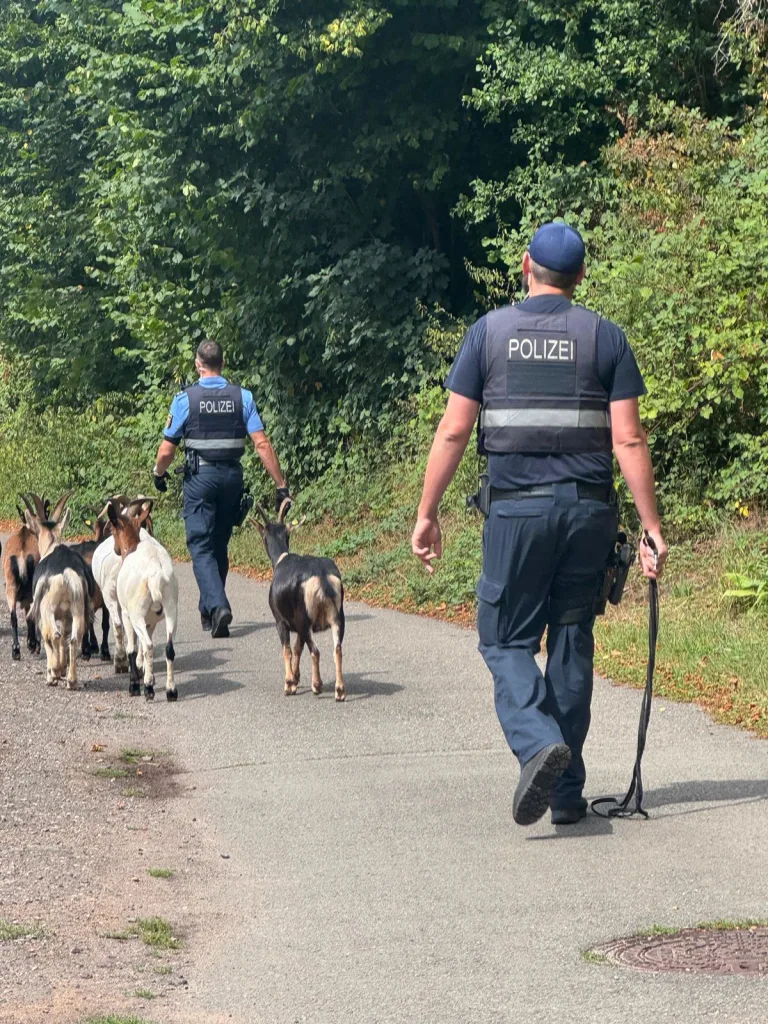 Pirmasens – Ungewöhnlicher Einsatz wegen entlaufener Ziegen