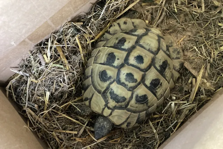 Ober-Ramstadt - Gerettete Schildkröte wartet auf Besitzer