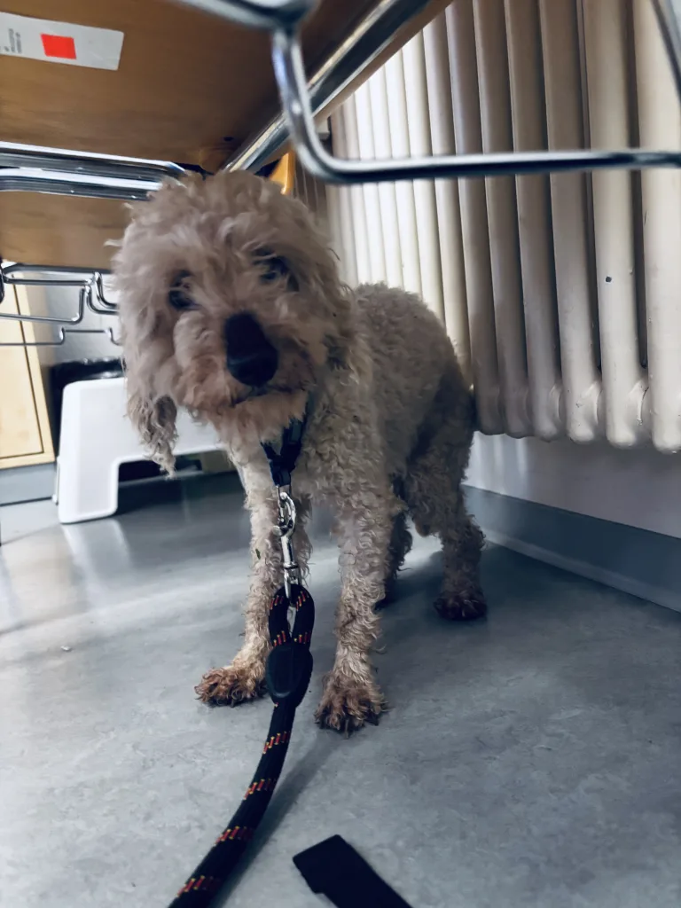 Bad Bergzabern – Herrenloser Hund bei Polizei abgegeben