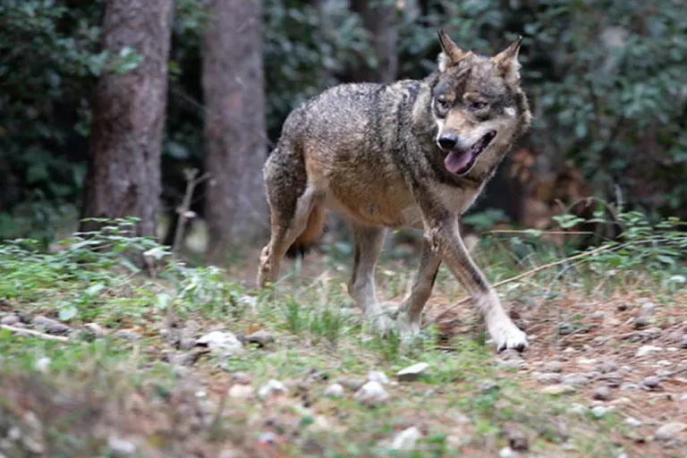 Mittenwalde – Autofahrerin kollidiert auf A13 mit Wolf