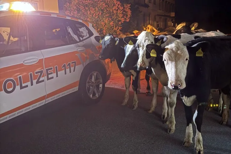 Walzenhausen AR – Kühe büxen nachts aus
