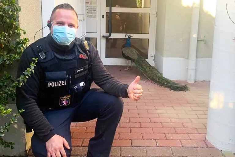 Kriftel - Statt dem Postboten klopfte ein exotischer Pfau an