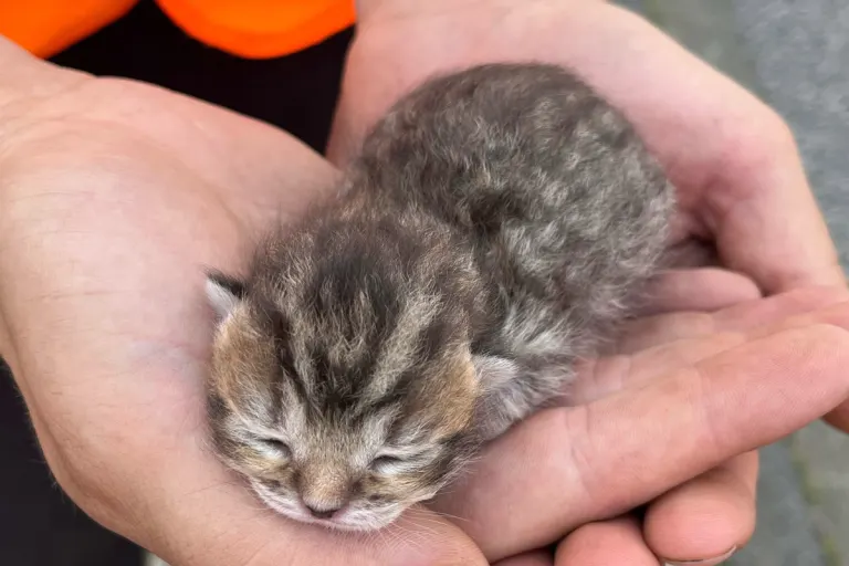 Zeugenaufruf in Langerwehe NW – Fünf Katzenbabys in Mülltonne ausgesetzt