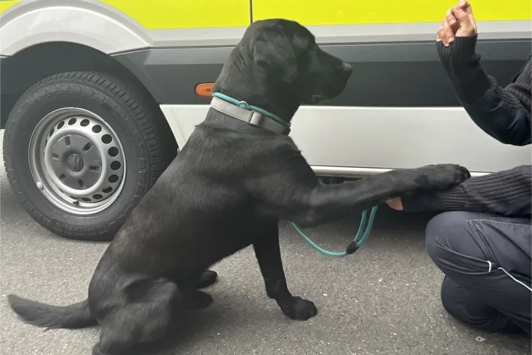 Eisfeld-Nord - Hund auf der Autobahn