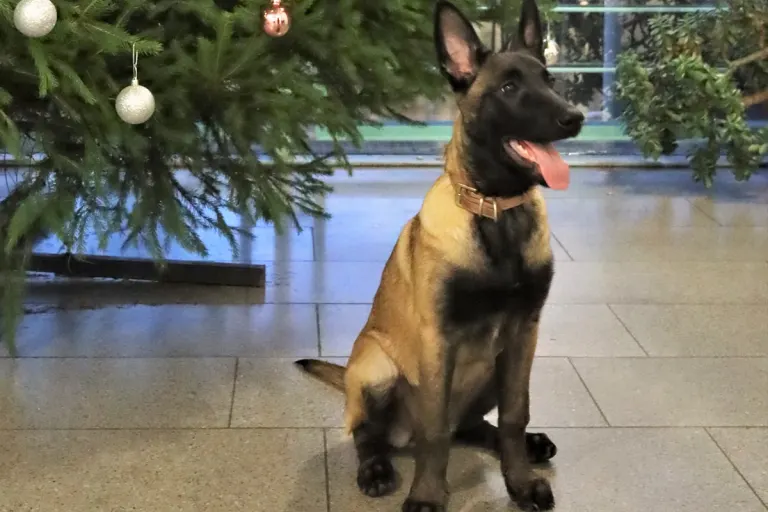 Viersen – Hündin „Mila“ verstärkt Diensthundestaffel