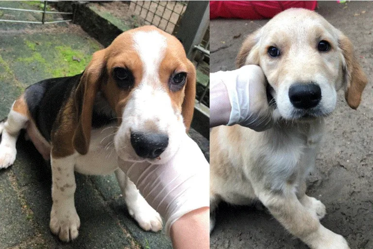 Tierquälerei in Buchholz – Hundewelpen ausgesetzt