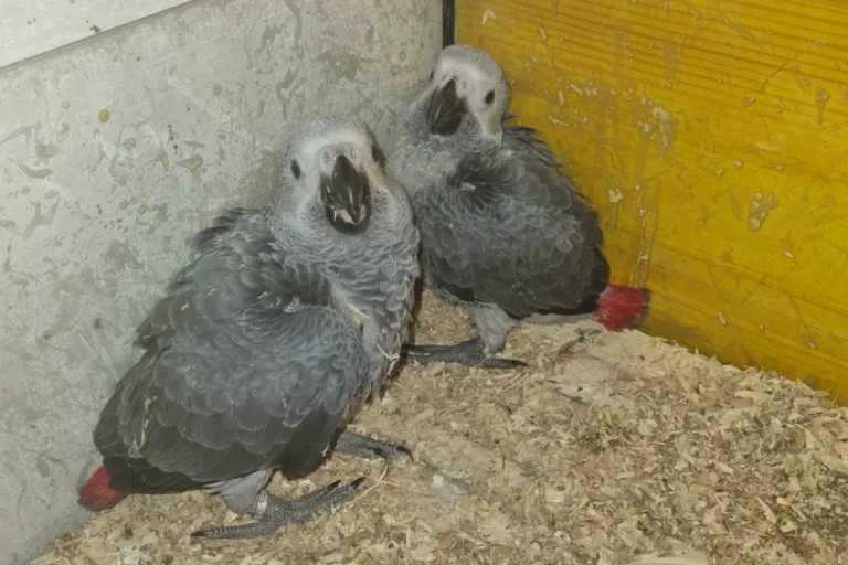 Dulliken SO - Vier Vögel aus Voliere gestohlen 