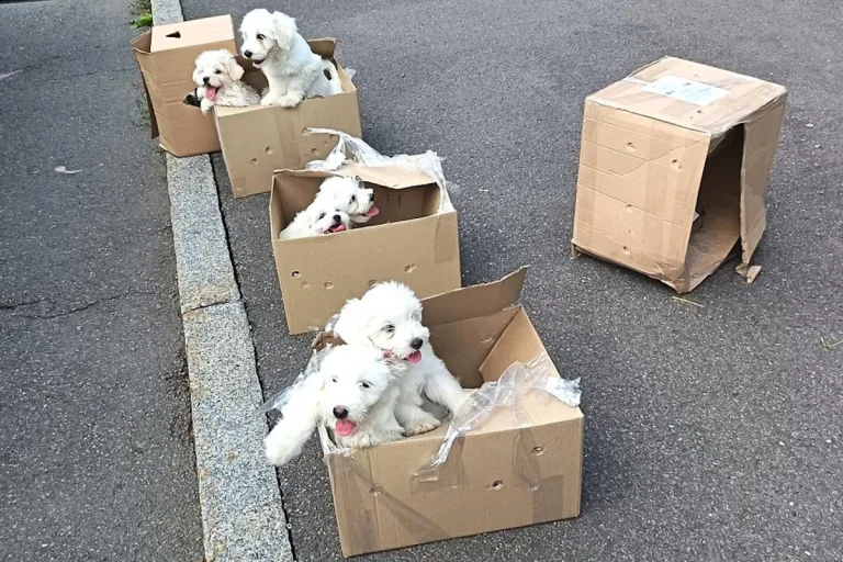 Reitzenhain – Sieben Hundewelpen in Kartons an Grenze entdeckt