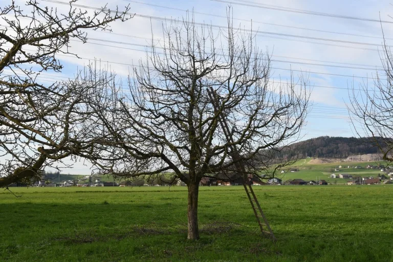 Siebnen SZ - Mehrere Meter von einer Leiter gestürzt