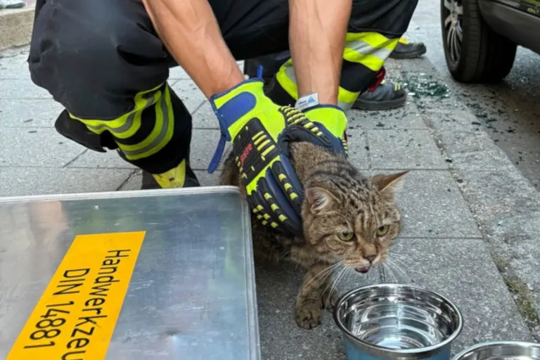 München – Hund und Katze aus überhitztem Fahrzeug gerettet