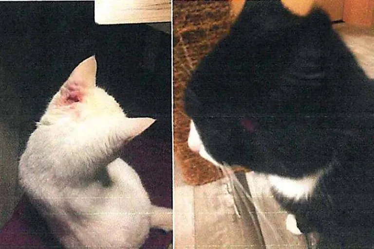 Holzthaleben - Katzen angeschossen!