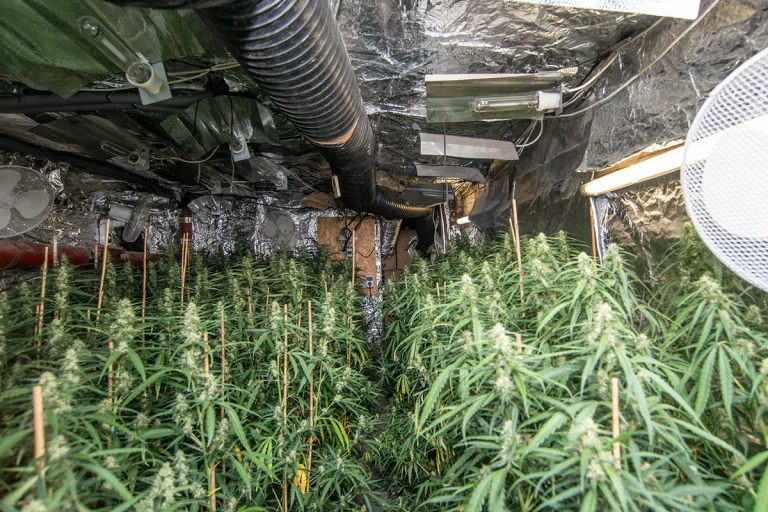 Uerdingen NW - Große Cannabis-Plantage entdeckt