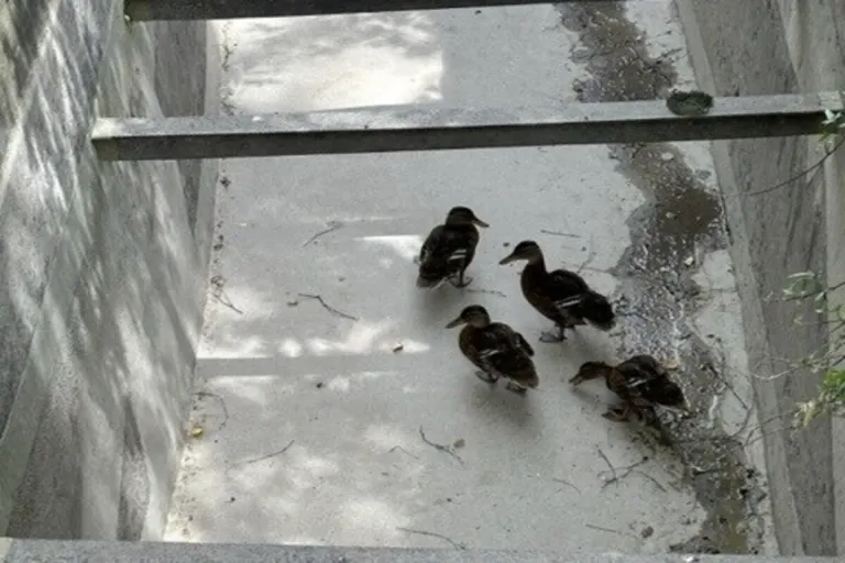 Vier Enten von der Stadtpolizei Chur gerettet 