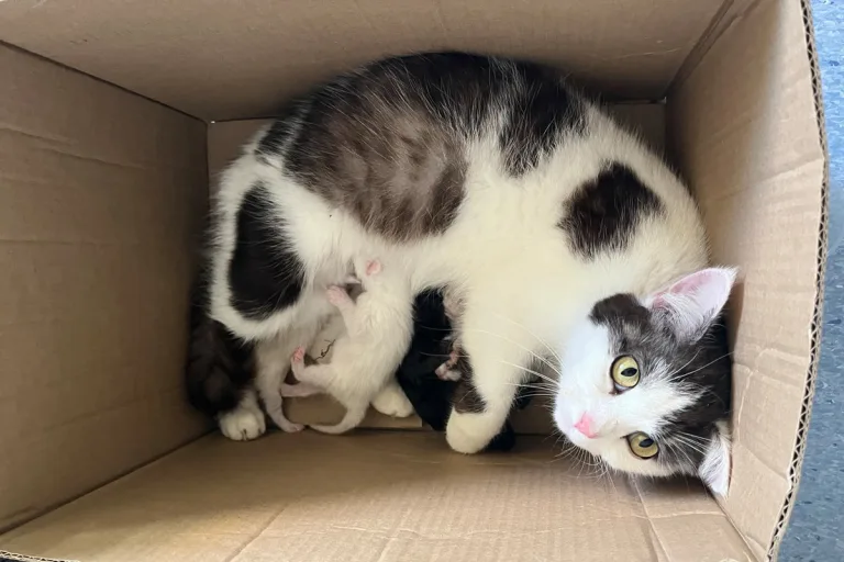 Ruppertsweiler – Katze mit sechs Jungen ausgesetzt