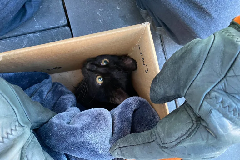 Schermbeck – Katze in Wühlmausfalle gefangen