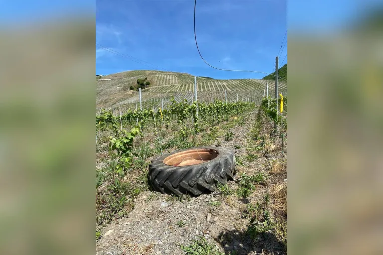 Graach an der Mosel – Traktorreifen rollt den kompletten Weinberg hinunter