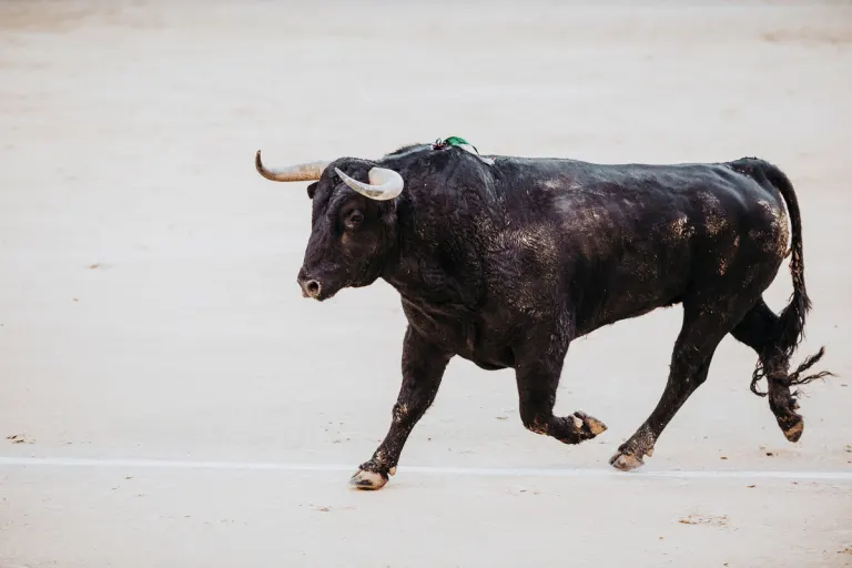 Seewalchen OÖ – Entlaufener Stier sorgt für Polizeieinsatz
