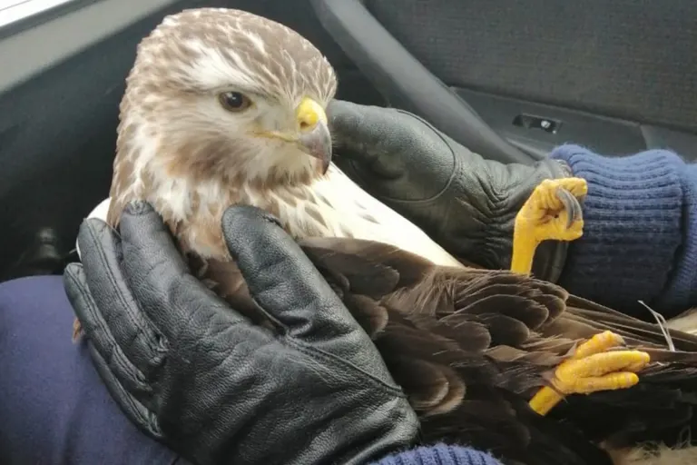 Köln – Greifvogel nach Crash mit Lkw gerettet