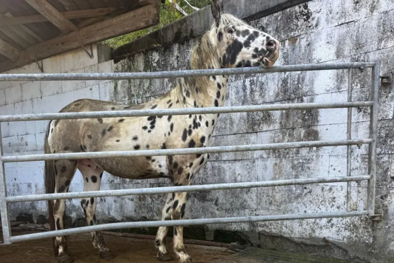 Kanton Aargau – 40 Hunde und 13 Pferde im Fricktal beschlagnahmt 