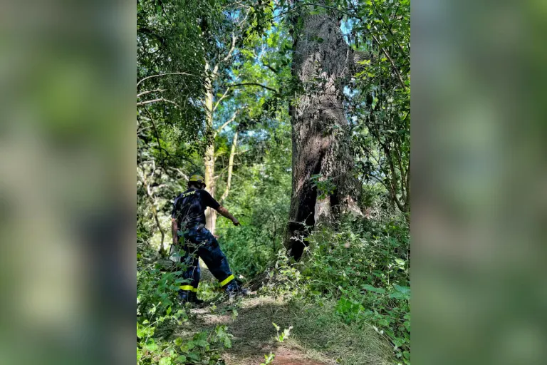 Neuss-Reuschenberg – Baum durch THW gesprengt