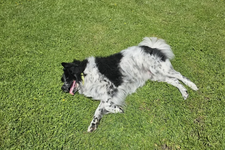Leinenpflicht in der Schweiz - Das sollten Sie als Hundehalter wissen