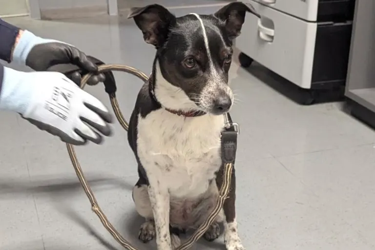 Essen – Mann misshandelt Hund und leistet Widerstand