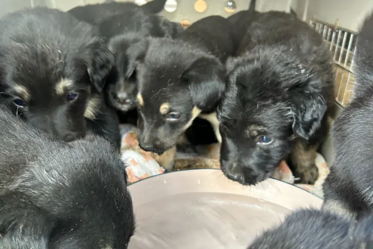 Bruck an der Leitha – Acht Hundewelpen aus Transport befreit
