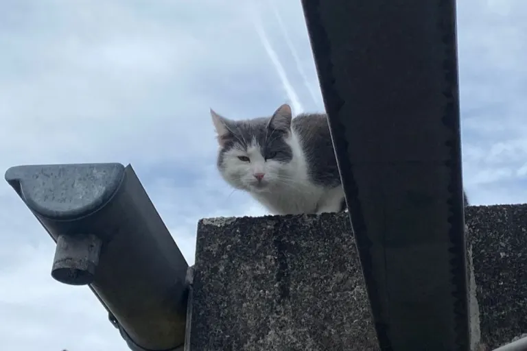Verängstigte Katze vom Dach gerettet