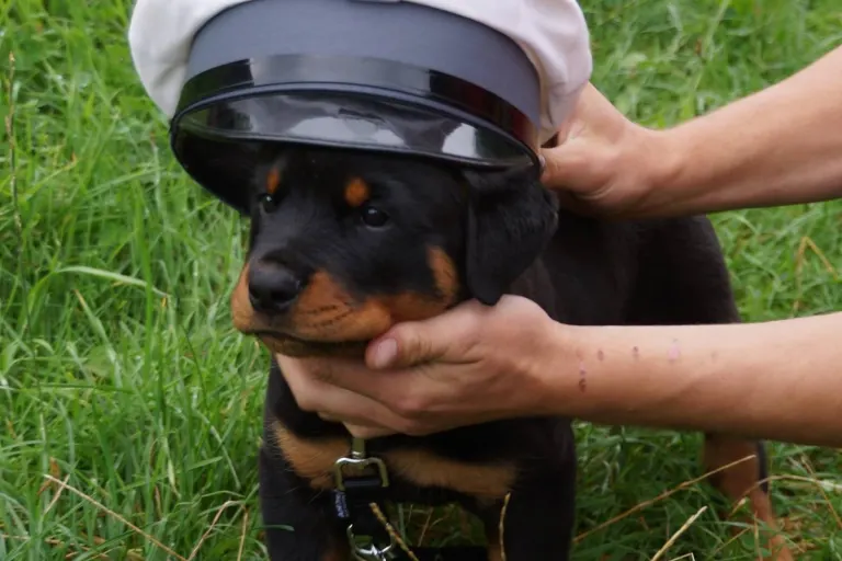 Wittenbach SG - Polizeihund Yukon findet vermisste Person