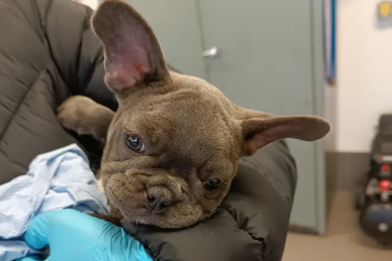 Waidhaus - Polizei stoppt illegalen Hundetransport 