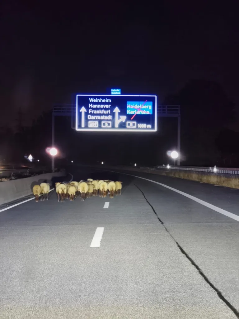 Viernheim – Schafherde auf Autobahn sorgt für Vollsperrung