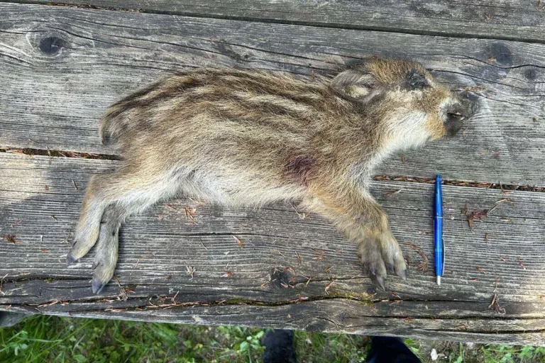 Lengnau AG - Junges Wildschwein mit einem gezielten Schuss getötet