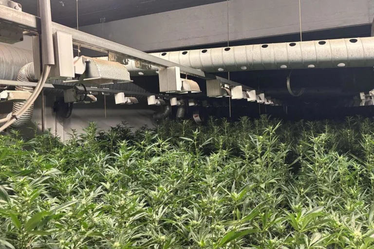 Dietlikon ZH – Indoor-Hanfanlage entdeckt - Betreiber festgenommen 