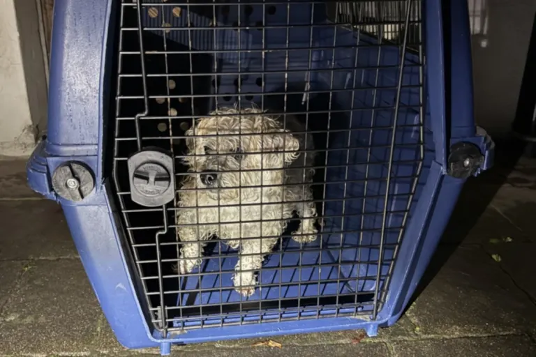 Neunkirch SH – Ausgebüxter Hund wieder mit Besitzerin vereint