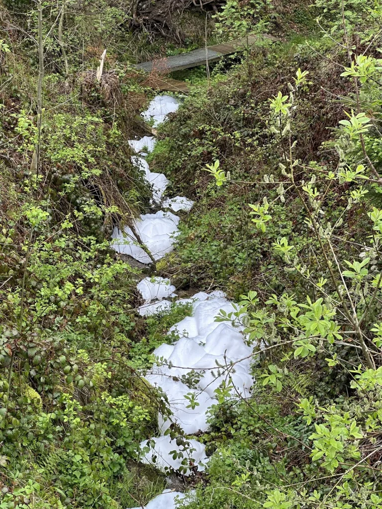 Wald AR - Schaumbildung in Spitzbach und Schwendibach