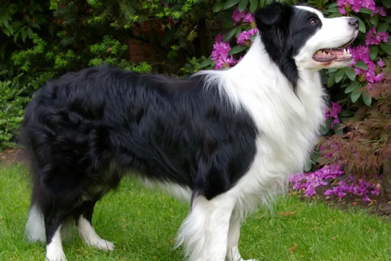  Degersheim SG - Hund angefahren und mitgeschleift und liegengelassen!