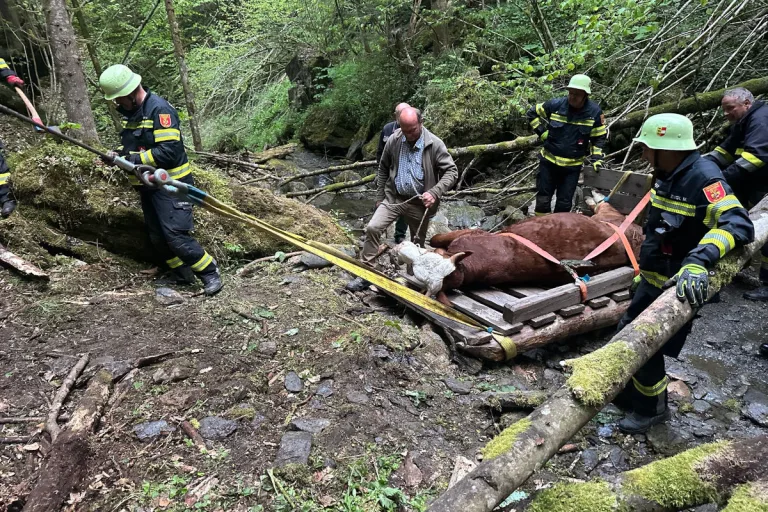 Metnitz – 400-Kilo-Rind stürzt steilen Hang hinab